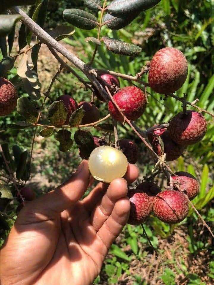 Loại quả mọc bờ rào xưa không ai biết đến nay thành đặc sản 65.000 đ/kg, trồng một lần thu hoạch nhiều năm, người thành phố ưa chuộng - 4