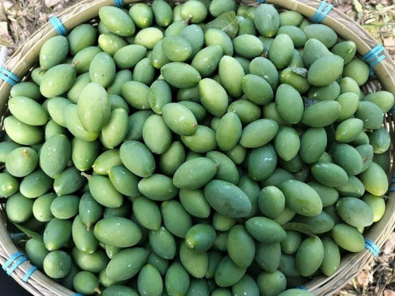 Loại quả xưa chín rụng đầy gốc nay thành đặc sản 80.000 đ/kg, trồng một lần thu hoạch nhiều năm, được ưa chuộng ở thành phố - 2
