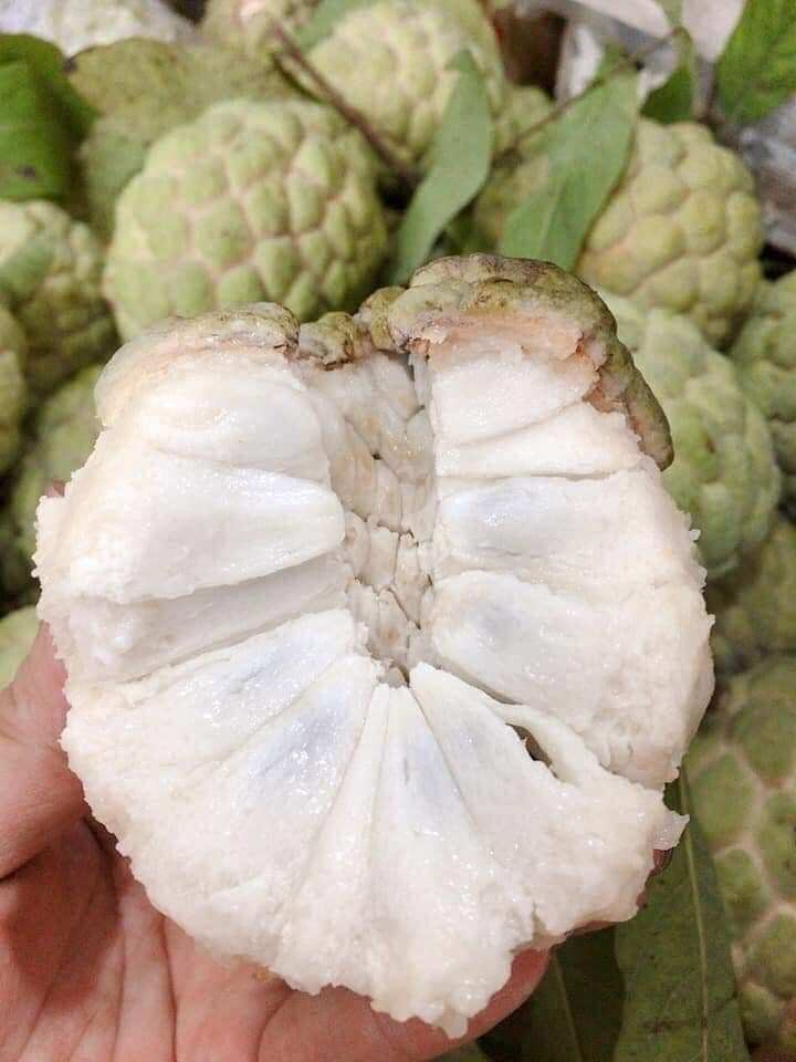 Loại quả tốt trên thế giới, Việt Nam trồng khắp nơi thành đặc sản được ưa chuộng giá 200.000 đ/kg, thu hoạch nhiều năm - 4