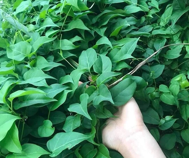 Cây dại mọc bờ rào nay thành đặc sản ở thành phố, trồng 3 tháng cho thu hoạch, giá 150.000 đồng/kg được nhiều người ưa chuộng - 1