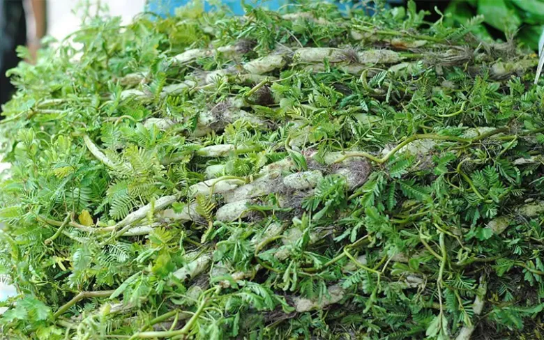 Cây dại mọc bờ mương nay thành đặc sản nổi tiếng, trồng 30 ngày cho thu hoạch, giá 60.000 đồng/kg được người thành phố ưa chuộng - 4