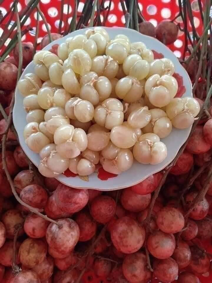 Loại quả xưa chín rụng đầy gốc, nay thành đặc sản được ưa chuộng giá 55.000 đ/kg, trồng một lần thu hoạch nhiều năm - 3