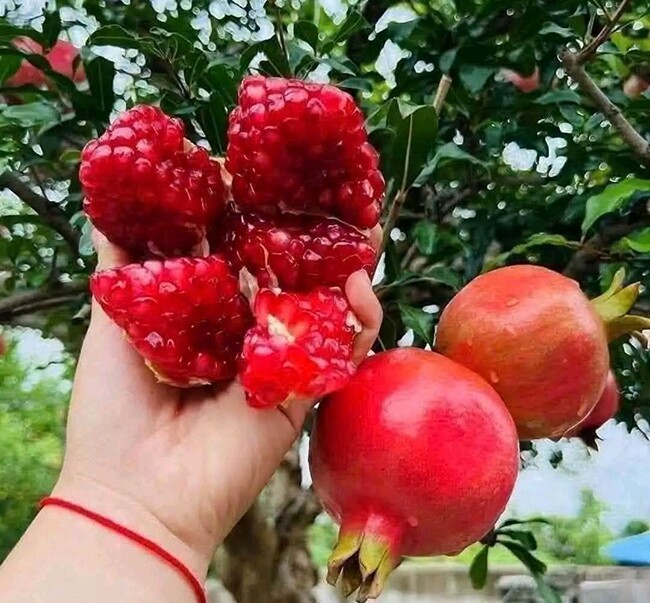 Loại quả lọt top tốt trên thế giới có ở Lâm Đồng, là đặc sản được ưa chuộng giá 150.000 đ/kg, trồng một lần thu hoạch nhiều năm - 4
