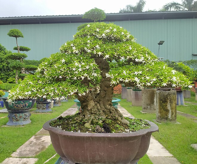Cây dại ở hàng rào amp;#34;lên chậuamp;#34; thành bonsai, tỏa mùi thơm đặc biệt và mang lại tài lộc, có cây 1,2 tỷ đồng - 1