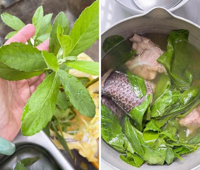 Cây mọc bờ rào thành đặc sản nổi tiếng khắp nơi, giá 60.000 đ/kg được ưa chuộng, trồng một lần hái bán quanh năm - 3