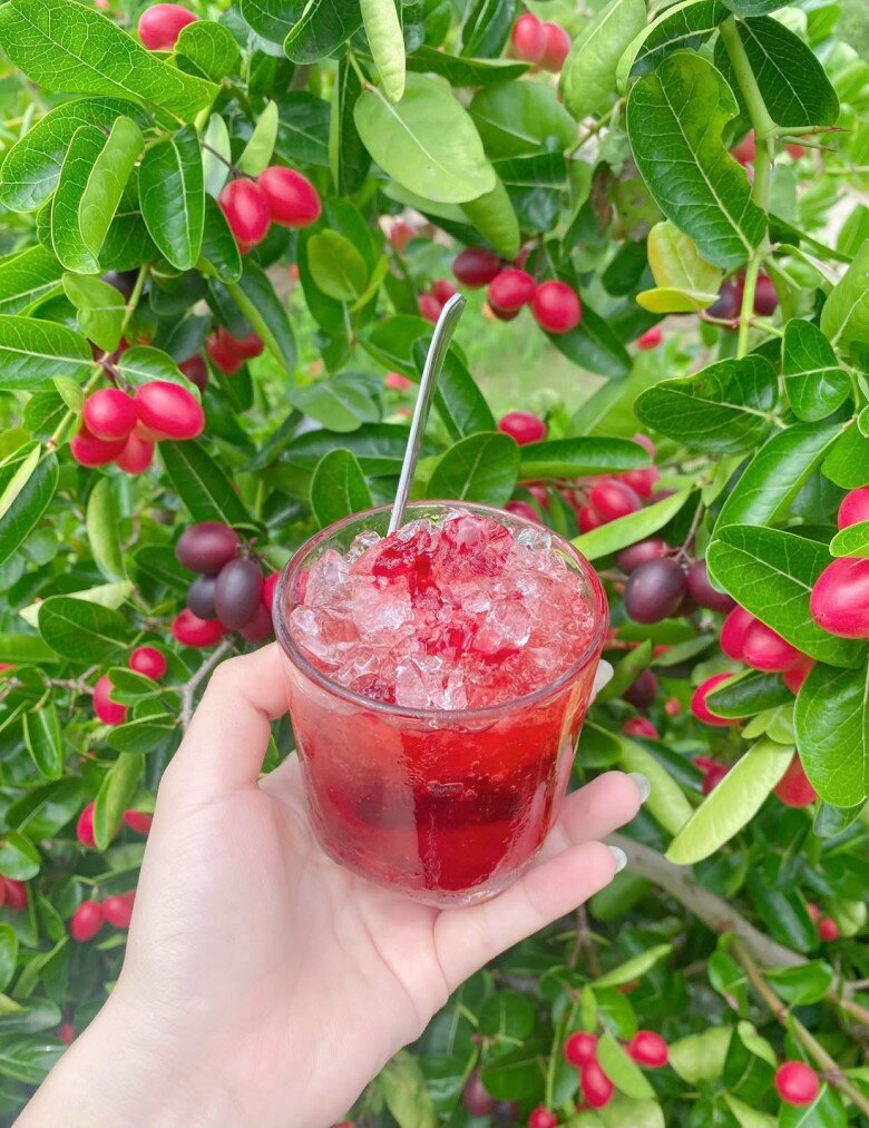 Loại quả xưa chín rụng đầy nay thành đặc sản giá 90.000 đ/kg, trồng một lần thu hoạch nhiều năm, tốt cho sức khỏe - 4