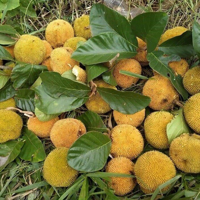 Loại quả xưa chín rụng đầy nay thành đặc sản giá 60.000 đ/kg, trồng một lần thu hoạch nhiều năm, tốt cho sức khỏe - 3
