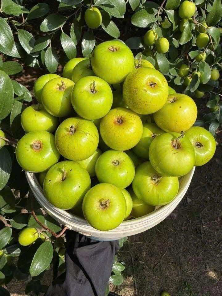 Loại quả xưa chín rụng đầy gốc, nay thành đặc sản được ưa chuộng giá 50.000 đ/kg, trồng một lần thu hoạch nhiều năm - 4