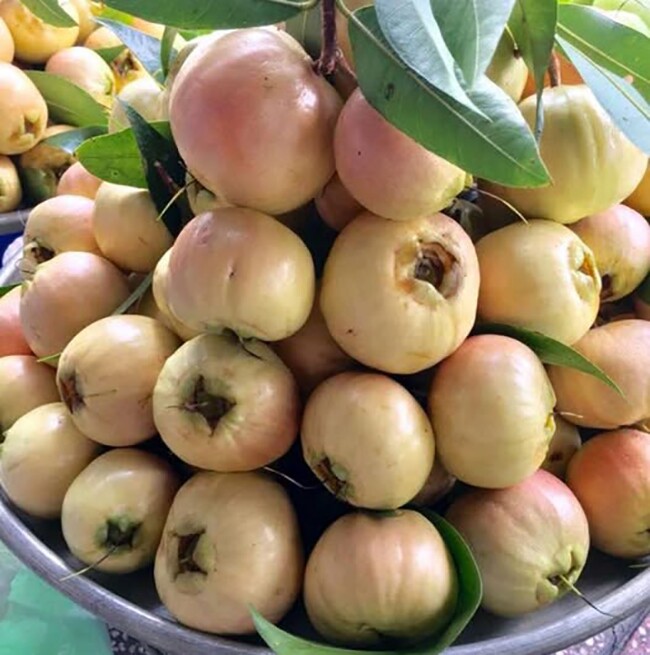 Loại quả xưa chín rụng đầy nay thành đặc sản giá 180.000 đ/kg, trồng một lần thu hoạch nhiều năm, du khách săn lùng - 5