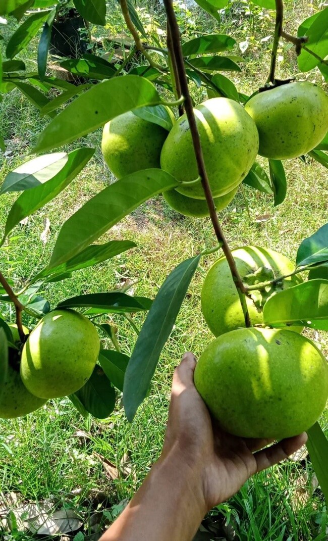 Loại quả xưa không ai biết đến, nay thành đặc sản được ưa chuộng giá 150.000 đ/kg, trồng một lần thu hoạch nhiều năm - 4
