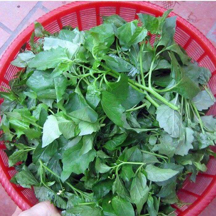 Cây dại mọc bờ rào nay thành đặc sản nổi tiếng, trồng 60 ngày cho thu hoạch, giá 70.000 đồng/kg được ưa chuộng ở thành phố - 2
