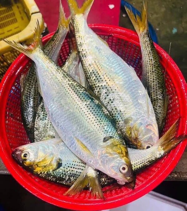 Loại c&aacute; tốt tr&ecirc;n thế giới, ở Việt Nam v&agrave;o m&ugrave;a b&aacute;n đầy chợ gi&aacute; chỉ từ 70.000 đ/kg, gi&agrave;u dưỡng chất hơn c&aacute; hồi - 3