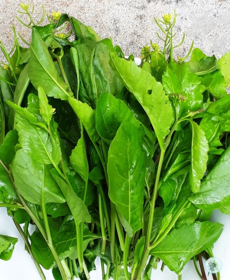 Cây dại mọc bờ rào nay thành đặc sản nổi tiếng, trồng 45 ngày cho thu hoạch, giá 60.000 đồng/kg được ưa chuộng ở thành phố - 5