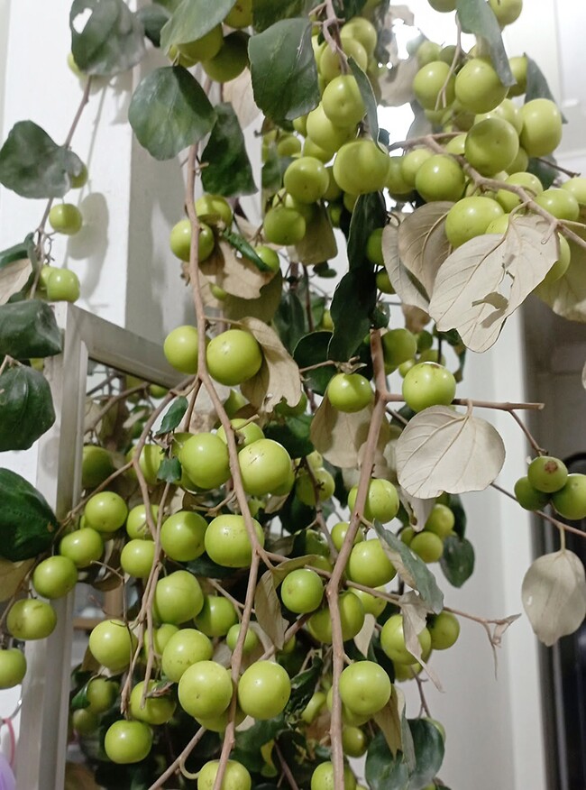 Loại quả tốt trên thế giới, Việt Nam trồng khắp nơi thành đặc sản ở thành phố giá 50.000 đ/kg, thu hoạch nhiều năm - 3