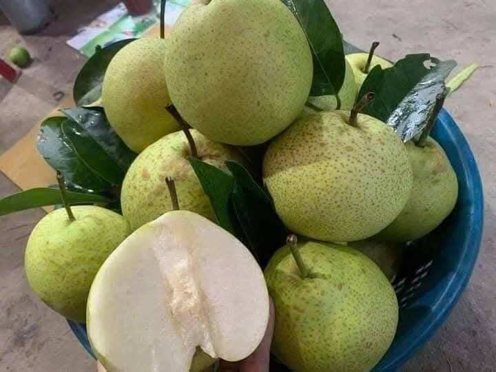 Loại quả tốt trên thế giới, Việt Nam trồng bạt ngàn thành đặc sản giá 70.000 đ/kg, thu hoạch nhiều năm - 2