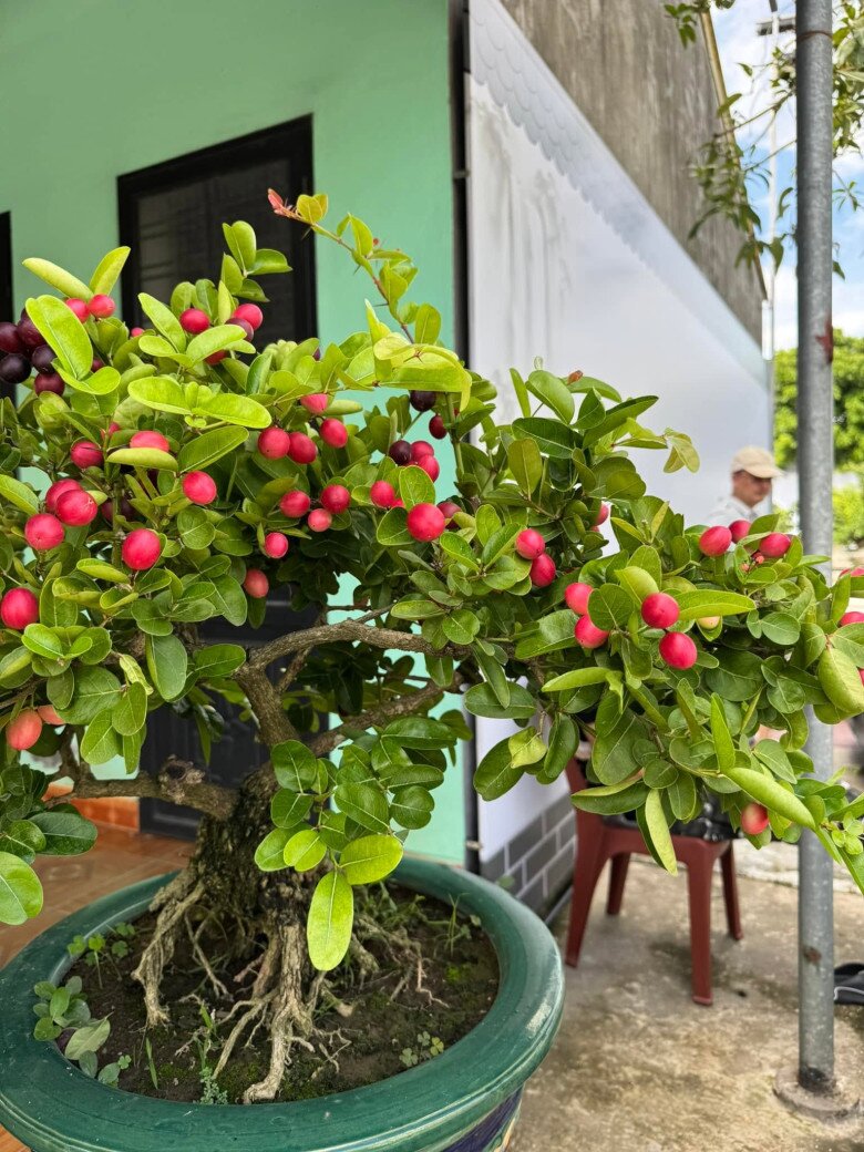Cây ăn quả quen thuộc lên chậu thành bonsai đẹp lạ, được săn lùng vì ý nghĩa phong thủy, có cây giá chục triệu đồng - 4