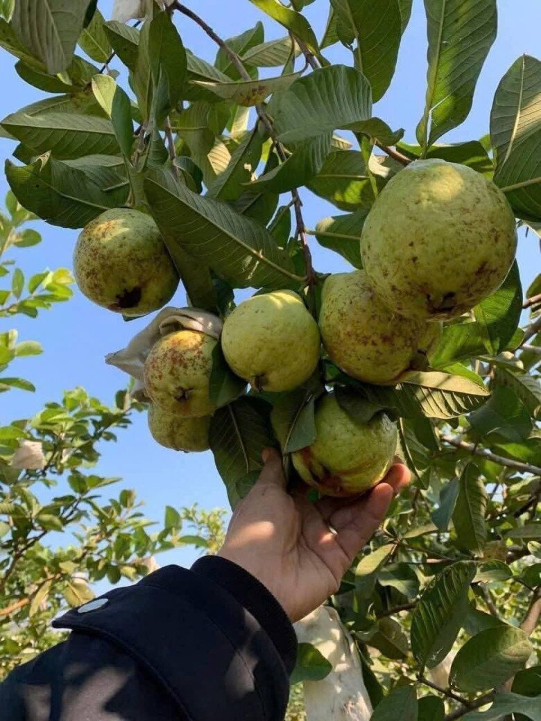Loại quả xưa chín rụng đầy gốc, nay thành đặc sản ở thành phố giá 45.000 đ/kg, trồng một lần thu hoạch nhiều năm - 2