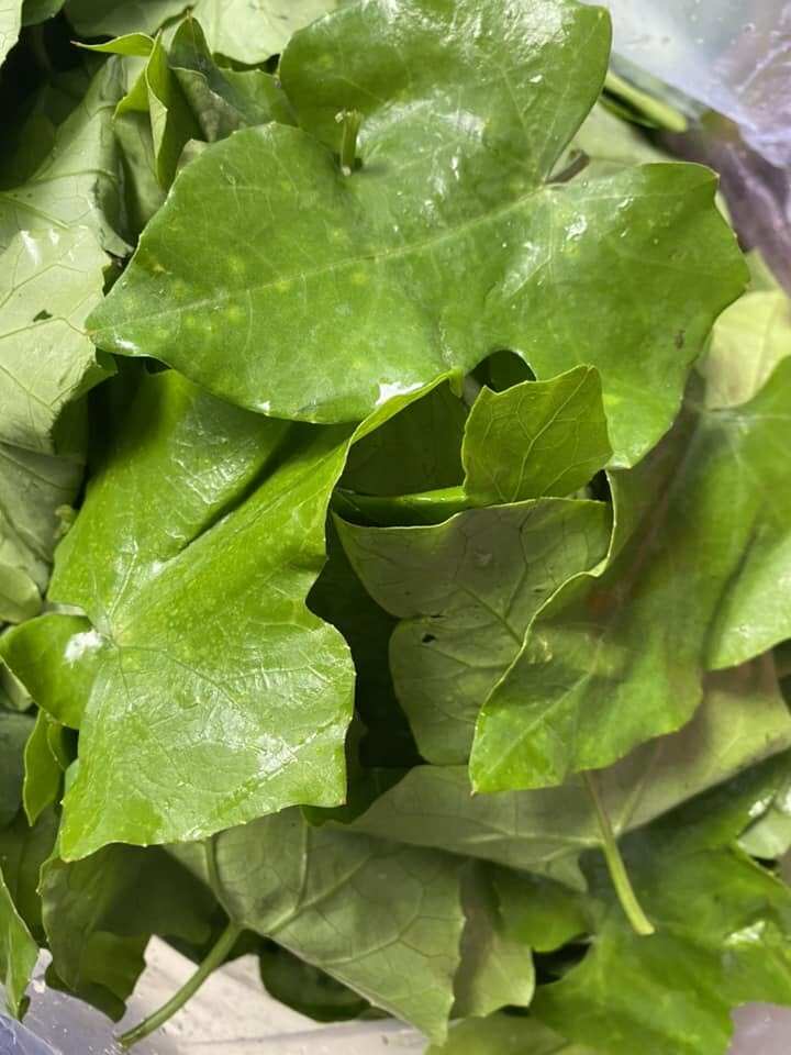 Cây dại leo bờ rào nay thành đặc sản nổi tiếng giá 70.000 đ/kg, trồng một lần thu hoạch nhiều năm, hương vị đặc biệt - 2