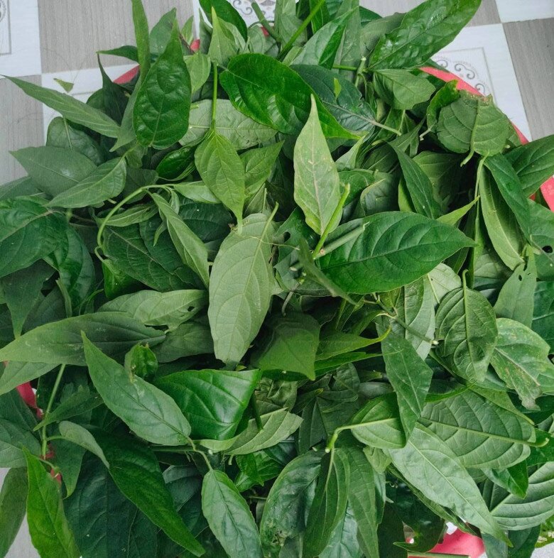 Cây dại mọc bờ rào nay thành đặc sản nổi tiếng, trồng 2 tháng cho thu hoạch, giá 100.000 đ/kg được người thành phố ưa chuộng - 2