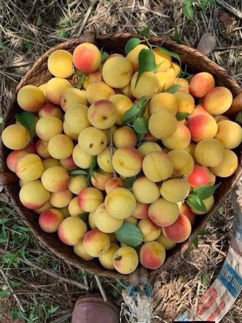 Loại quả xưa chín rụng đầy nay thành đặc sản giá 70.000 đ/kg, trồng một lần thu hoạch nhiều năm, tốt cho sức khỏe - 2