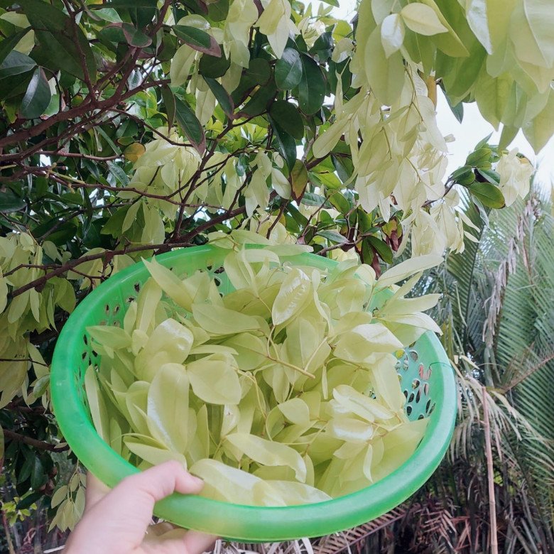 Cây dại mọc bờ rào nay làm thành đặc sản nổi tiếng, trồng một lần thu hoạch nhiều năm, giá 80.000 đồng/kg được ưa chuộng ở thành phố - 2