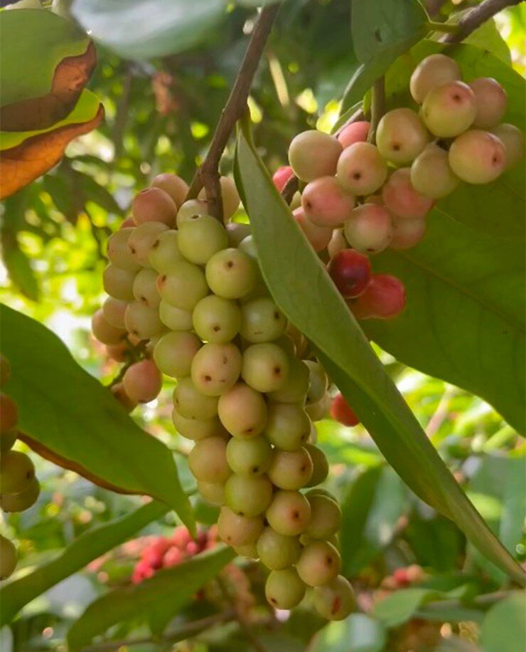 Loại quả mọc bờ rào xưa chín rụng đầy nay thành đặc sản giá 50.000 đ/kg, trồng một lần thu hoạch nhiều năm, nổi tiếng khắp nơi - 2