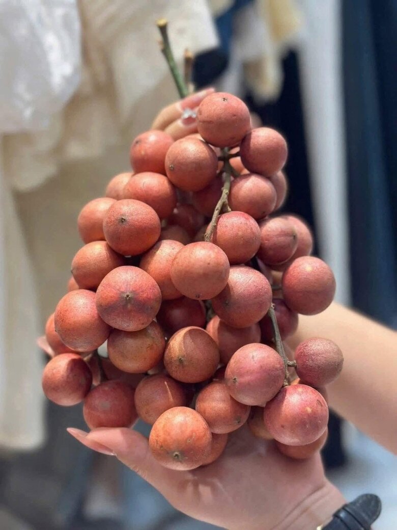 Loại quả xưa chín rụng đầy nay thành đặc sản 45.000 đ/kg, trồng một lần thu hoạch nhiều năm, du khách thích thú - 4