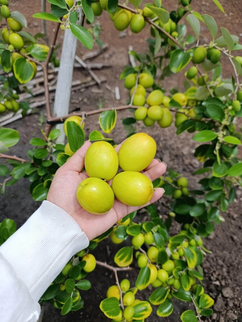 Loại quả mọc bờ rào xưa chín rụng đầy nay thành đặc sản 45.000 đ/kg, trồng một lần thu hoạch nhiều năm, người thành phố ưa chuộng - 4