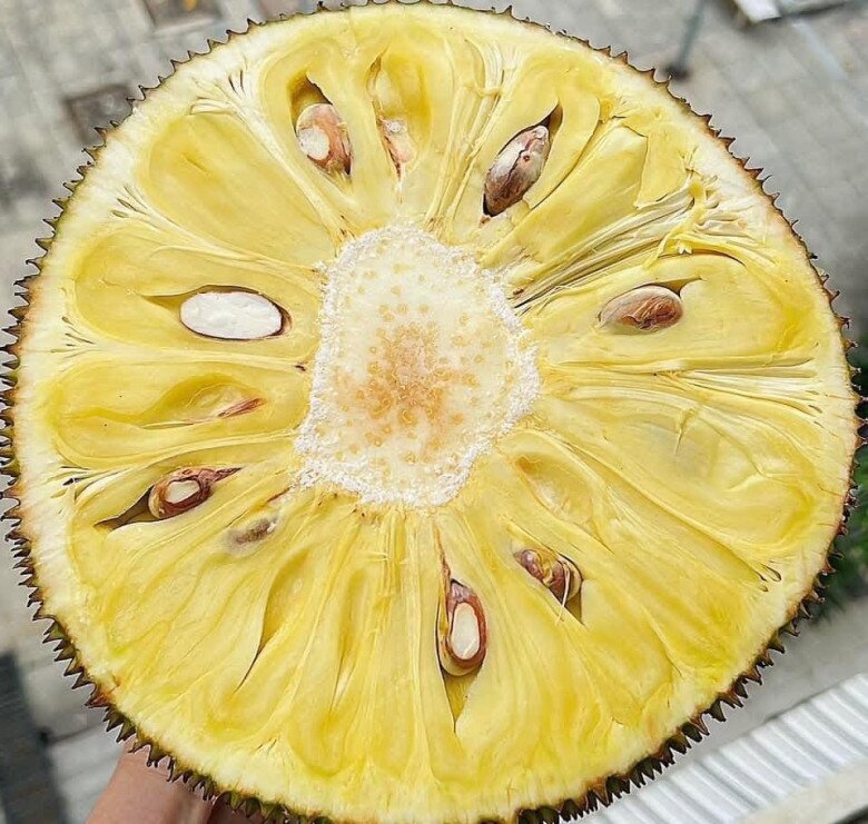 Loại quả mọc bờ rào xưa chín rụng đầy nay thành đặc sản 75.000 đ/kg, trồng một lần thu hoạch nhiều năm, được ưa chuộng ở thành phố - 2