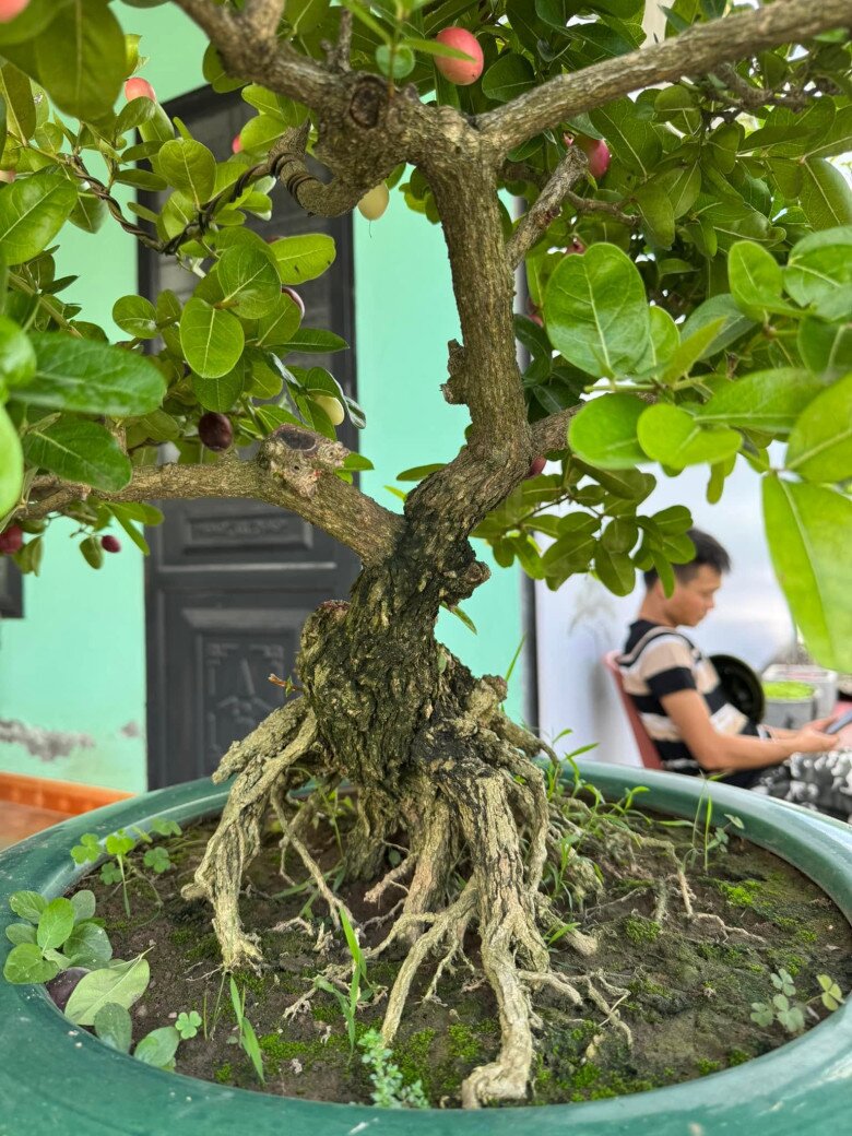 Cây ăn quả quen thuộc lên chậu thành bonsai đẹp lạ, được săn lùng vì ý nghĩa phong thủy, có cây giá chục triệu đồng - 2