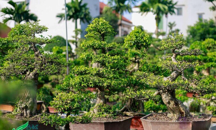 Cây dại ở hàng rào amp;#34;lên chậuamp;#34; thành bonsai, tỏa mùi thơm đặc biệt và mang lại tài lộc, có cây 1,2 tỷ đồng - 2