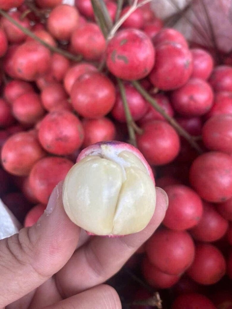 Loại quả xưa chín rụng đầy nay thành đặc sản 45.000 đ/kg, trồng một lần thu hoạch nhiều năm, du khách thích thú - 3