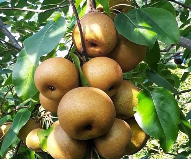 Loại quả tốt trên thế giới, Việt Nam trồng bạt ngàn thu hoạch nhiều năm bán giá rẻ, tốt cho sức khỏe - 1