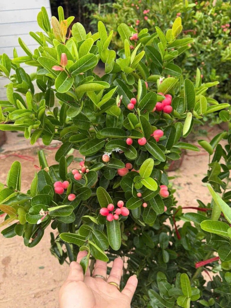 Cây ăn quả quen thuộc lên chậu thành bonsai đẹp lạ, được săn lùng vì ý nghĩa phong thủy, có cây giá chục triệu đồng - 3