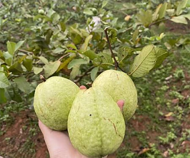 Loại quả xưa chín rụng đầy gốc, nay thành đặc sản ở thành phố giá 45.000 đ/kg, trồng một lần thu hoạch nhiều năm - 1