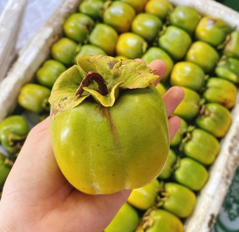 Loại quả xưa chín rụng đầy gốc nay thành đặc sản 140.000 đ/kg, trồng một lần thu hoạch nhiều năm, người thành phố ưa chuộng - 4