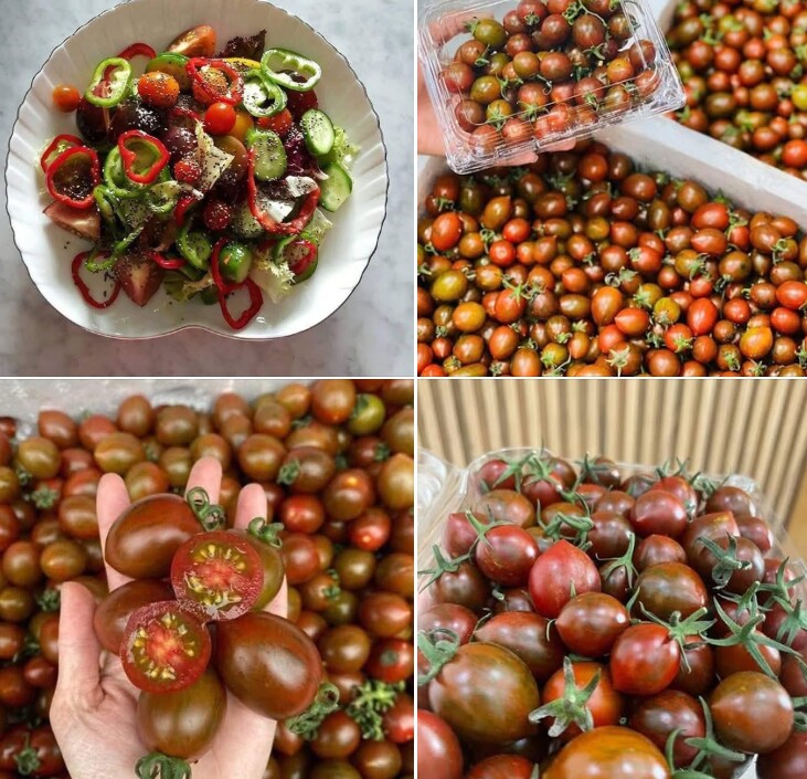 Loại quả xưa không ai biết đến nay thành đặc sản giá 100.000 đ/kg, trồng một lần thu hoạch nhiều năm, tốt cho sức khỏe - 2