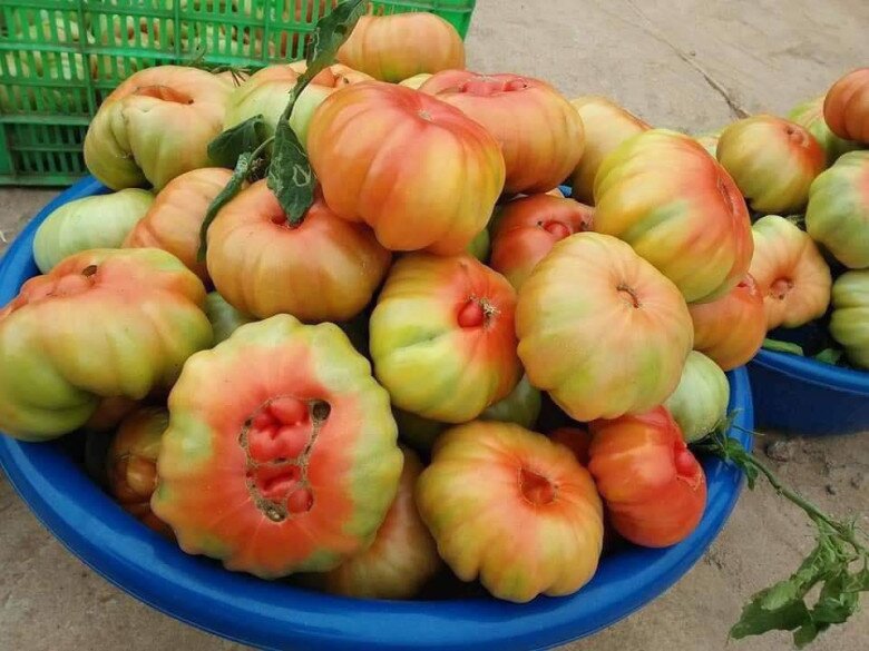 Loại quả xưa chín rụng đầy gốc, nay thành đặc sản ở thành phố giá 75.000 đ/kg, trồng 3 tháng cho thu hoạch - 2