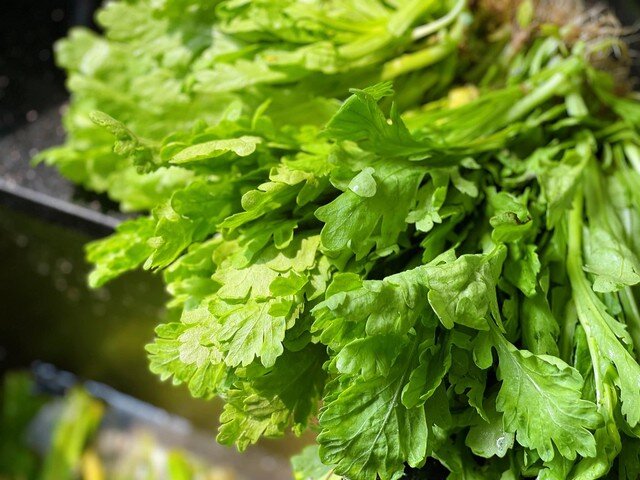 Cây dại mọc bờ rào thành đặc sản nổi tiếng giá 55.000 đồng/kg, trồng 30 ngày cho thu hoạch, tốt cho sức khỏe - 4