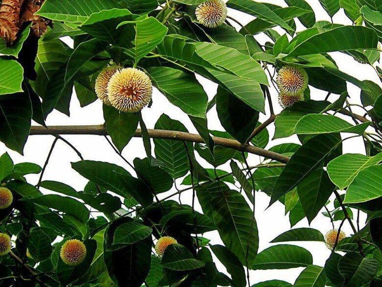 Loại quả xưa chín rụng đầy gốc nay thành đặc sản 120.000 đ/kg, trồng một lần thu hoạch nhiều năm, du khách thích mê - 2