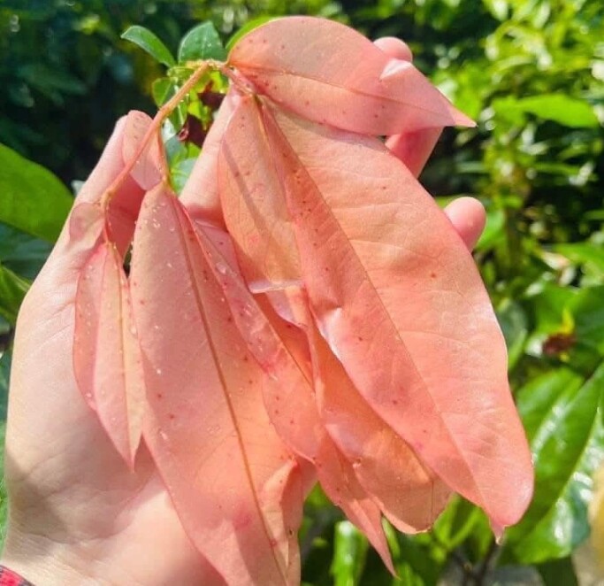 Cây dại mọc bờ rào nay làm thành đặc sản nổi tiếng, trồng một lần thu hoạch nhiều năm, giá 80.000 đồng/kg được ưa chuộng ở thành phố - 4