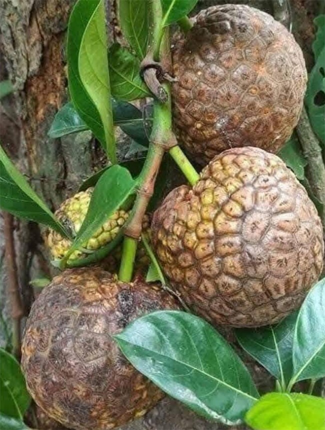 Loại quả mọc bờ rào xưa chín rụng đầy nay thành đặc sản 50.000 đ/kg, trồng một lần thu hoạch nhiều năm, được ưa chuộng ở thành phố - 3