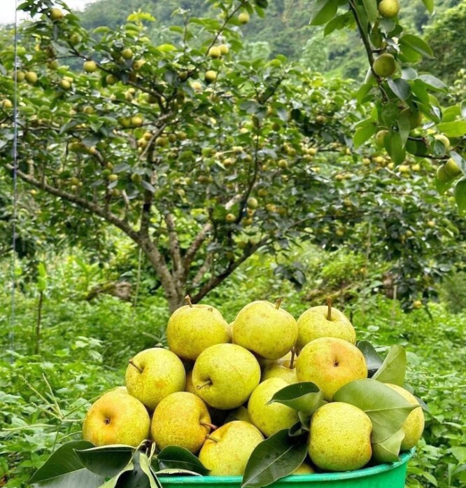 Loại quả xưa chín rụng đầy nay thành đặc sản 80.000 đ/kg, trồng một lần thu hoạch nhiều năm, tốt cho sức khỏe - 4