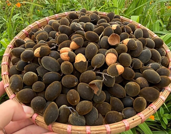 Loại quả xưa chín rụng đầy nay thành đặc sản 200.000 đ/kg, trồng một lần thu hoạch nhiều năm, du khách thích thú - 5