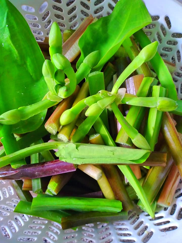 Cây dại mọc bờ mương nay thành đặc sản nổi tiếng, trồng 45 ngày cho thu hoạch, giá 80.000 đồng/kg được ưa chuộng ở thành phố - 2