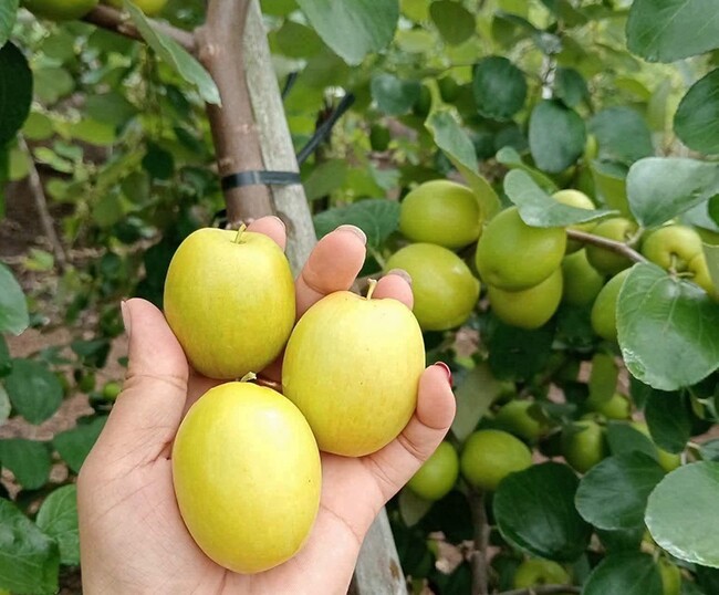 Loại quả mọc bờ rào xưa chín rụng đầy, nay thành đặc sản ở thành phố giá 70.000 đ/kg, trồng một lần thu hoạch nhiều năm - 4