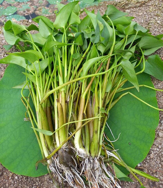 Cây dại mọc bờ mương, nay thành đặc sản nổi tiếng trồng 2 tháng cho thu hoạch, giá 65.000 đồng/kg được ưa chuộng ở thành phố - 4