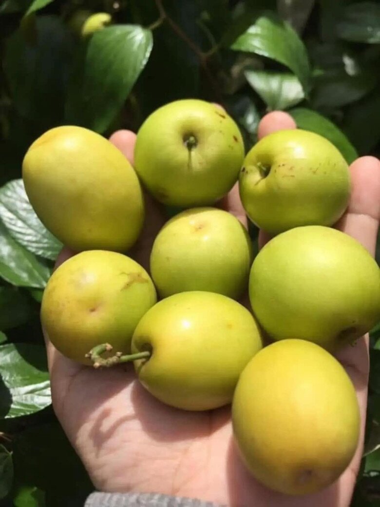 Loại quả mọc bờ rào xưa chín rụng đầy nay thành đặc sản 70.000 đ/kg, trồng một lần thu hoạch nhiều năm, được ưa chuộng ở thành phố - 5