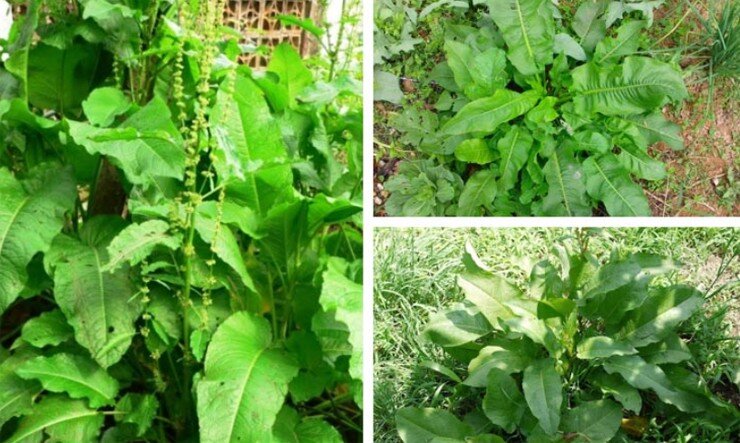 Cây dại mọc bờ mương nay thành đặc sản nổi tiếng, trồng 3 tháng cho thu hoạch, giá 60.000 đồng/kg được ưa chuộng ở thành phố - 2