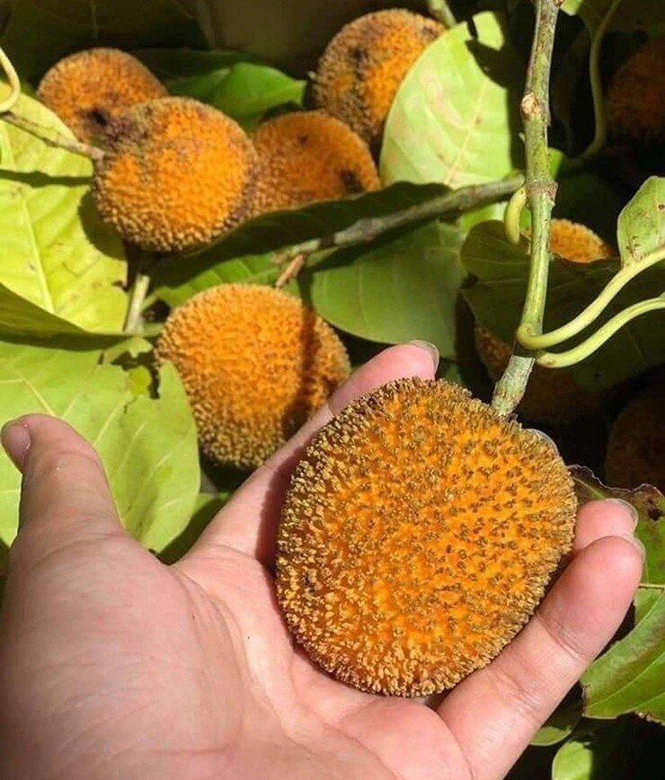 Loại quả xưa chín rụng đầy gốc nay thành đặc sản 120.000 đ/kg, trồng một lần thu hoạch nhiều năm, du khách thích mê - 5